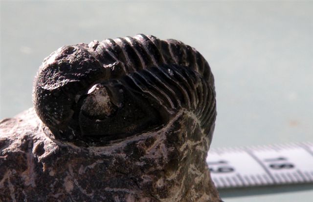 Trilobiti verosimilmente marocchine - seconda serie